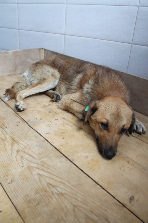 მეტისი ბობა