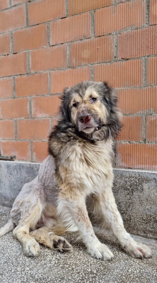 ქართული ნაგაზი ქ.რუსთავი თბილისის ქჩ.