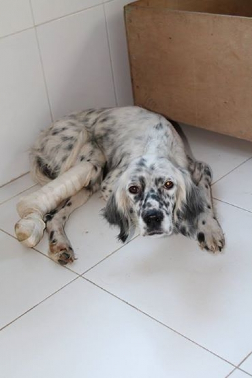 სეტერი უსახელო