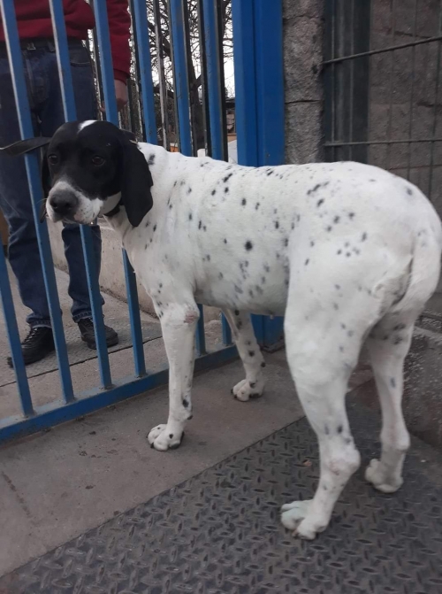 პოინტერი უსახელო