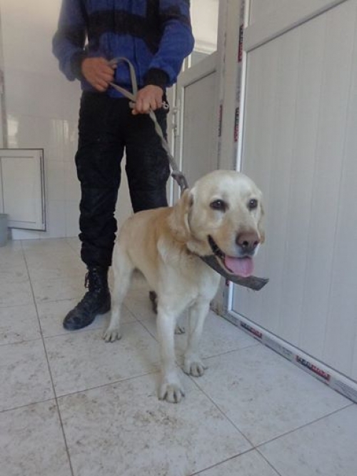 ლაბრადორი უსახელო