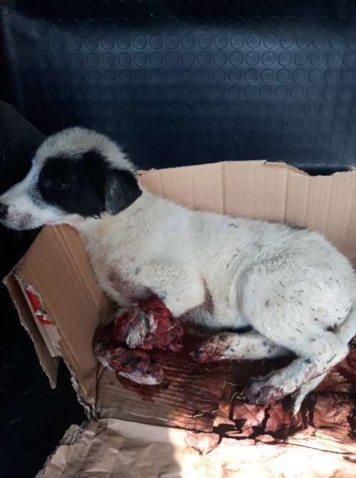 მეტისი საგურამო