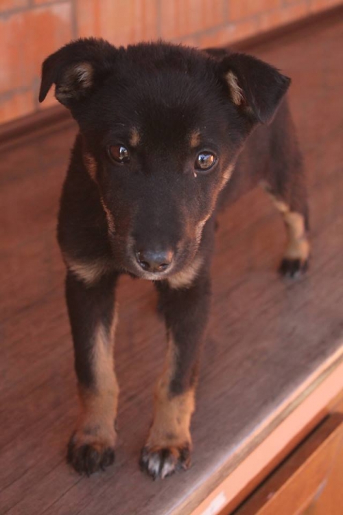 გერმანული ნაგაზის მეტისი უსახელო