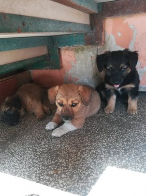 მეტისი გომბორის გზაზე ნაპოვნი