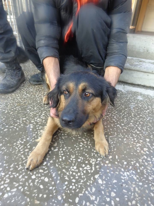 მეტისი უცნობი