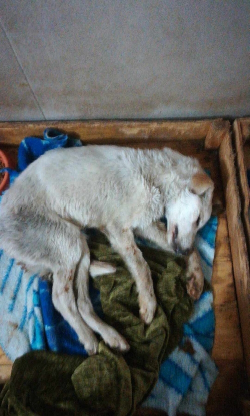 მეტისი კახეთის გზატკეცილო