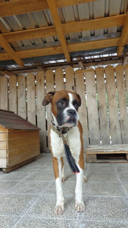 ბოქსიორი ბუბუ