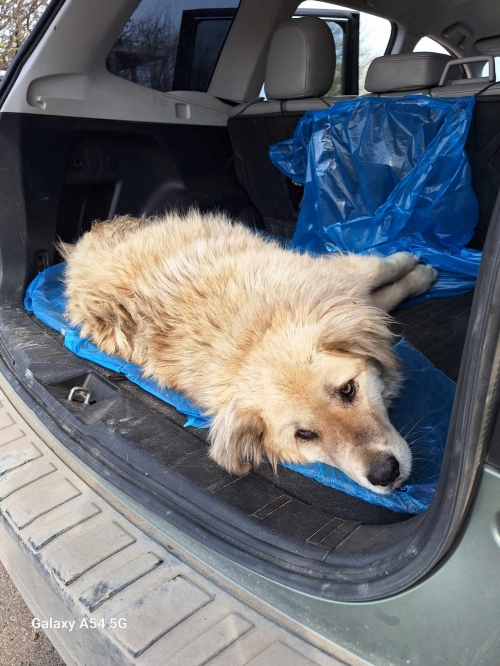 ქართული ქოფაკი ყელავი გოშაძეს ქუჩა