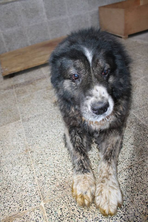 კავკასიური ნაგაზი მალიშა