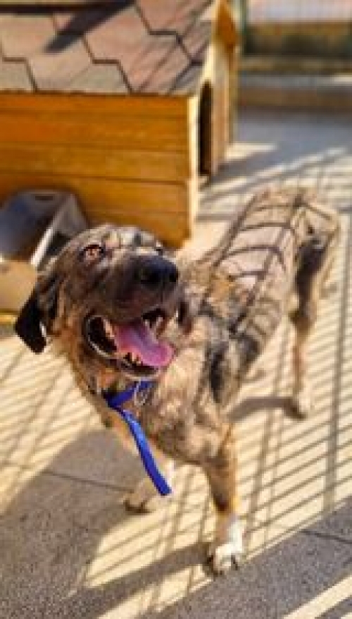 მეტისი არტექსი