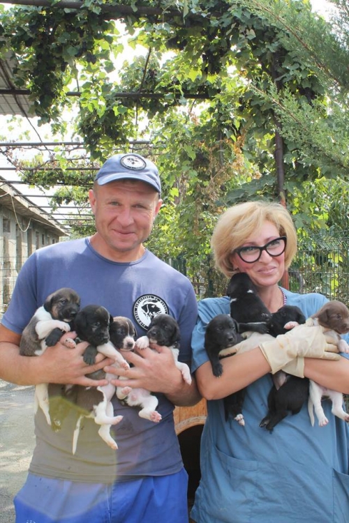 კოკერსპანელის მეტისი უსახელო