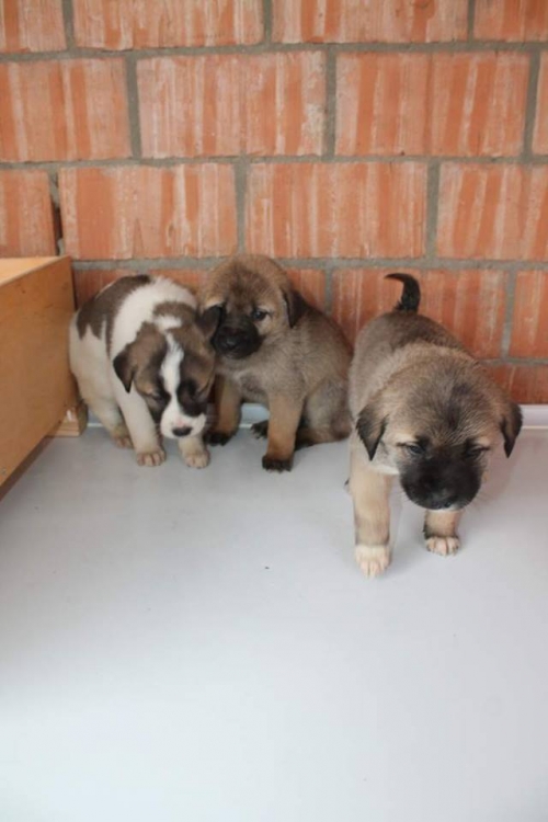 მეტისის ლეკვები უსახელო