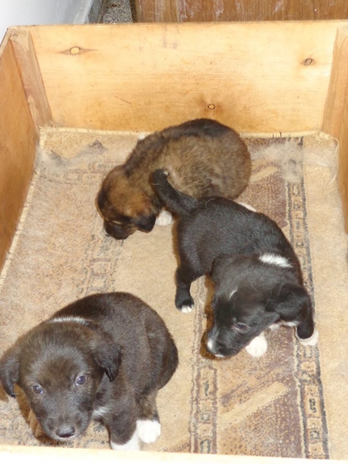 მეტისის ლეკვები უსახელო