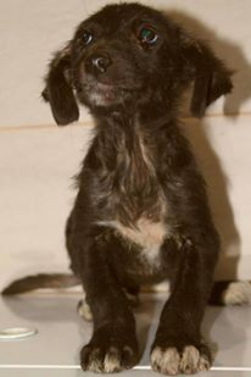 მეტისი უსახელო