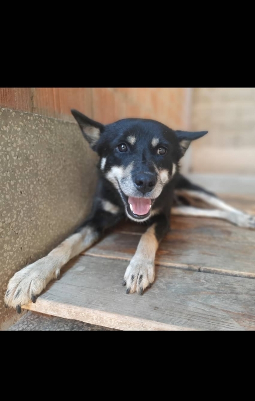 მეტისი დუშეთი