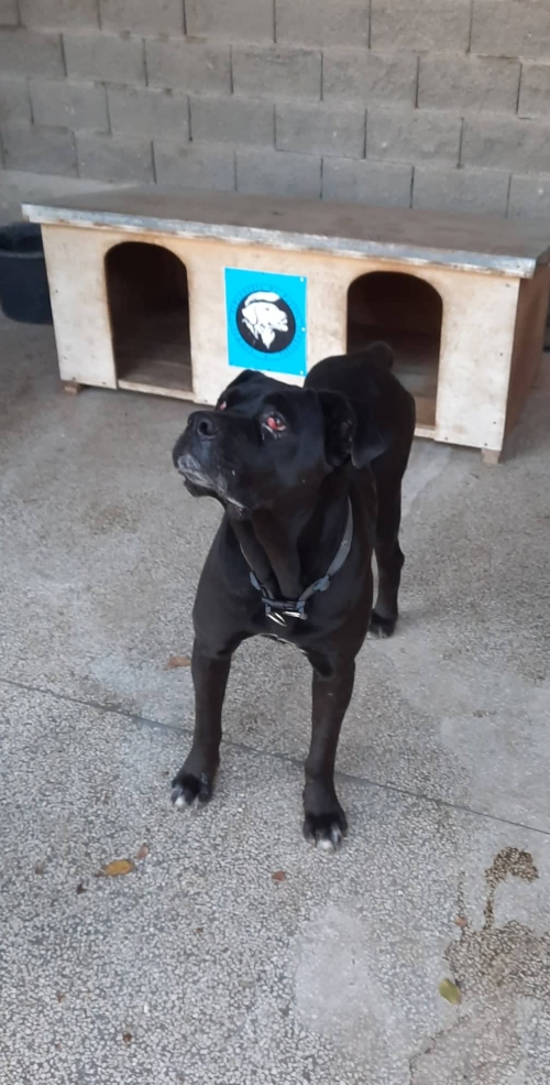 კანე კორსო გლდანი მე 6 მიკრორაიონი