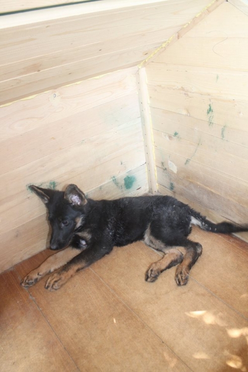 გერმანული ნაგაზის მეტისი უსახელო