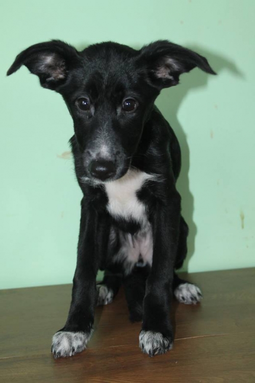 მეტისი უსახელო