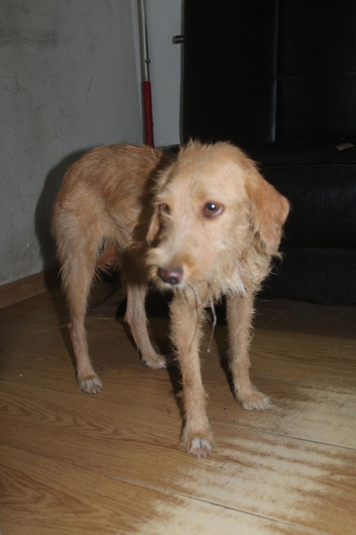 ბალონკა უსახელო