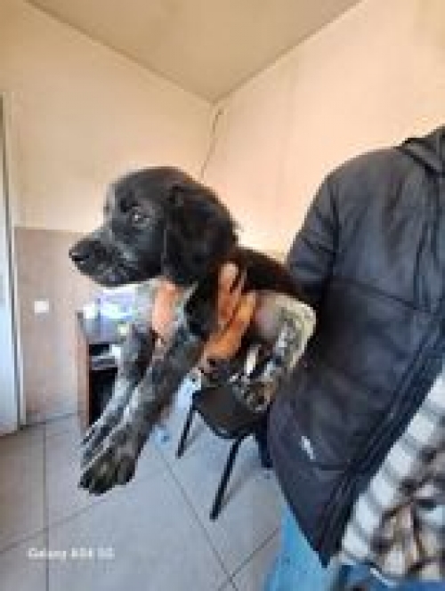 მეტისი ვარკეთილი