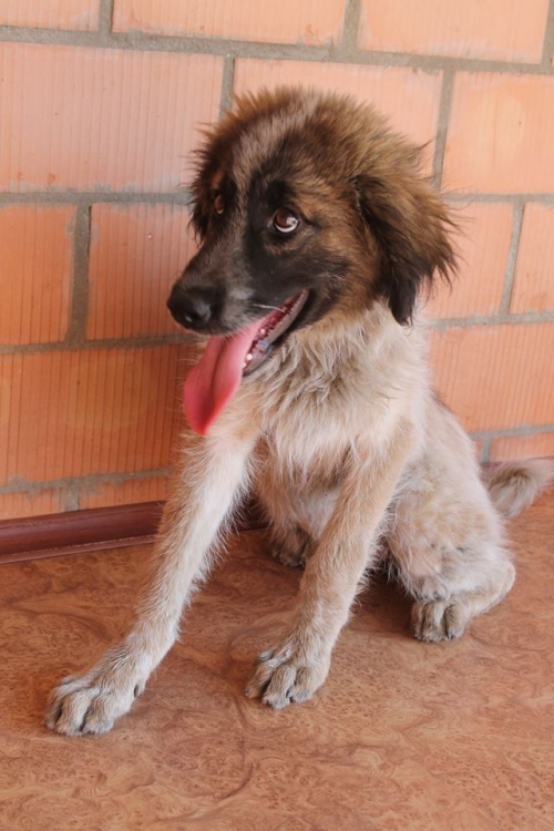 ქართული ქოფაკი ბომბორა