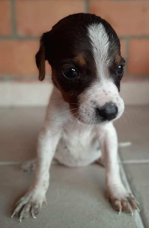 მეტისი ვარკეთილი