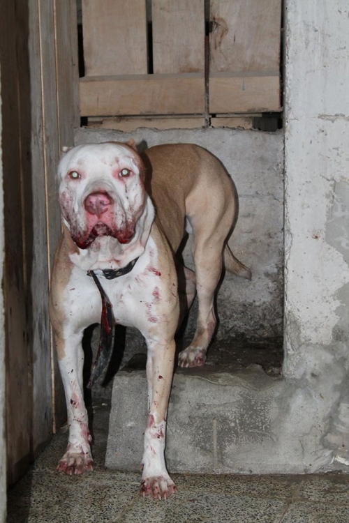 პიტი ნიკო