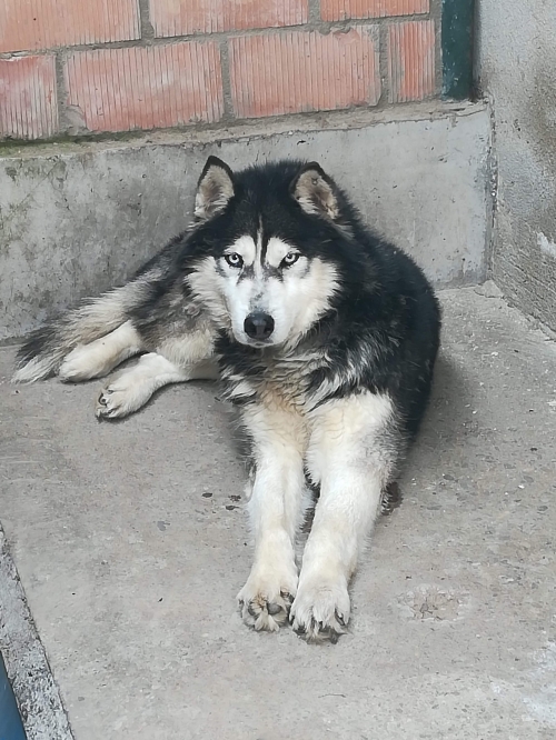 ლაიკა ნახალოვკა