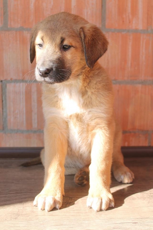 ქართული ქოფაკი რექსა