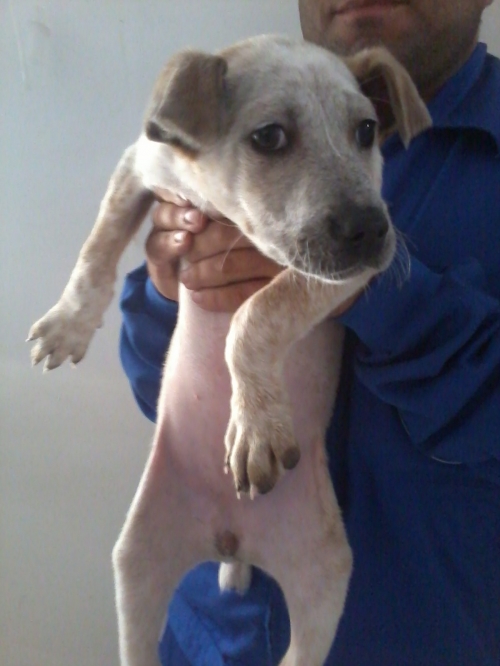 მეტისი უსახელო