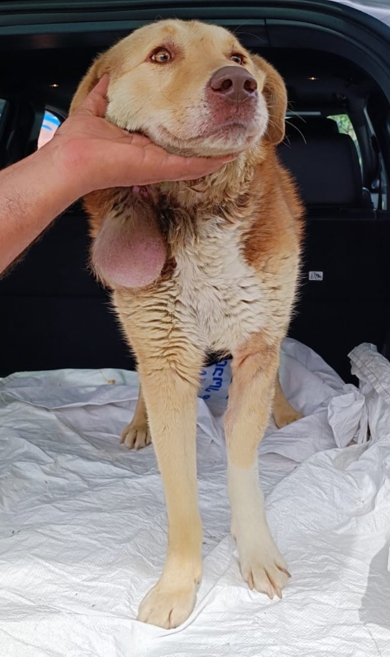 მეტისი. ვარკეთილი