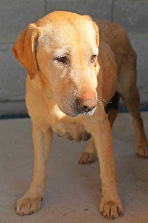 ლაბრადორის მეტისი უსახელო