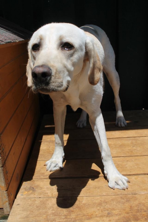 ლაბრადორი უსახელო