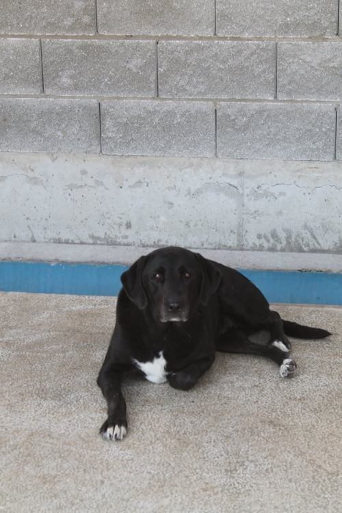 ლაბრადორი უსახელო