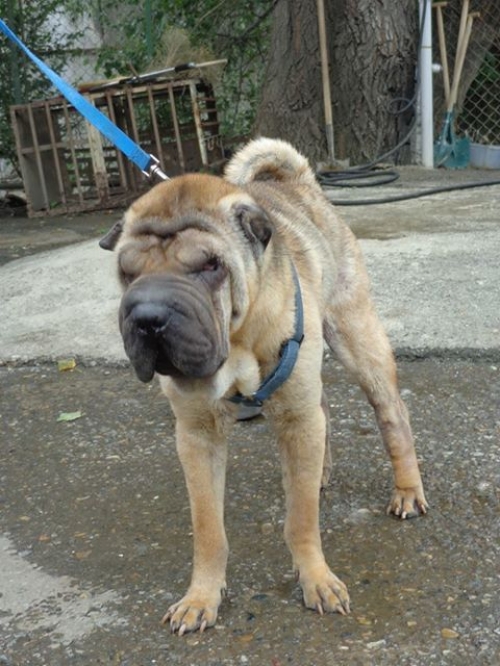 შარპეი რინგო