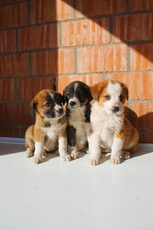 ქართული ქოფაკი უსახელო