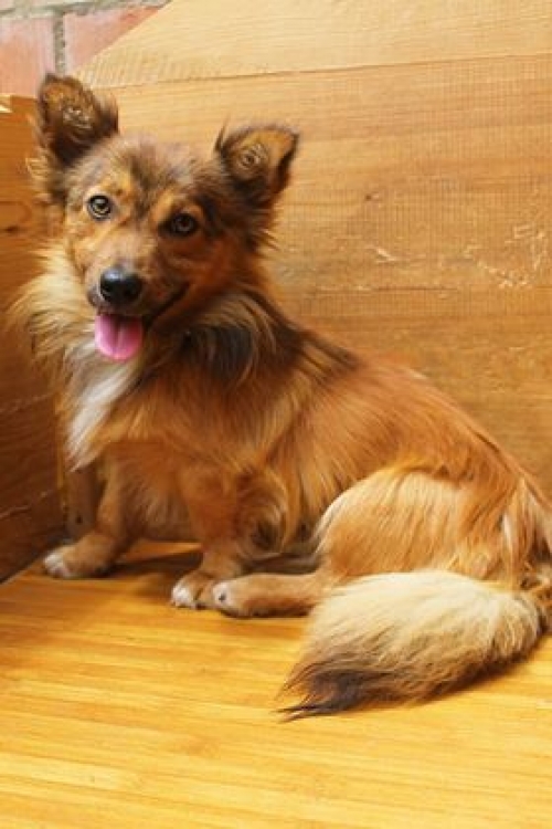 ფინია ლესი