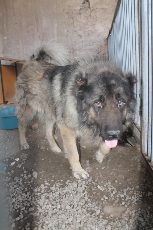 ქართული ნაგაზი ბუჩო