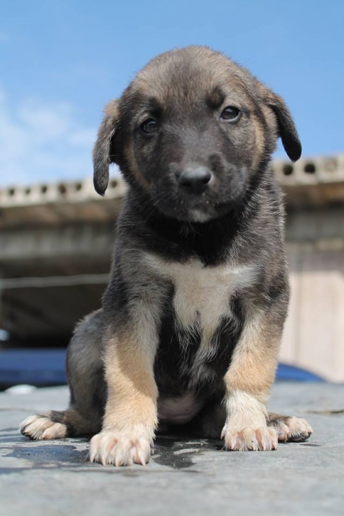 მეტისი უსახელო