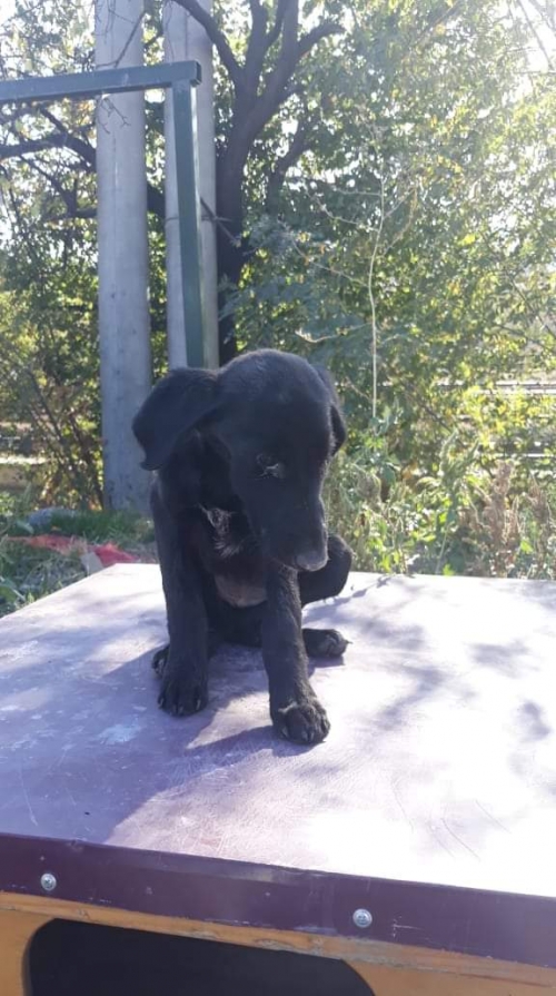 მეტისი უსახელო