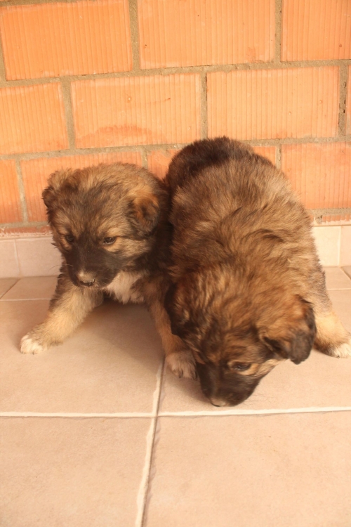 ქართული ქოფაკი უსახელო