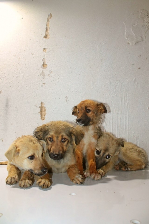 მეტისის ლეკვები უსახელო