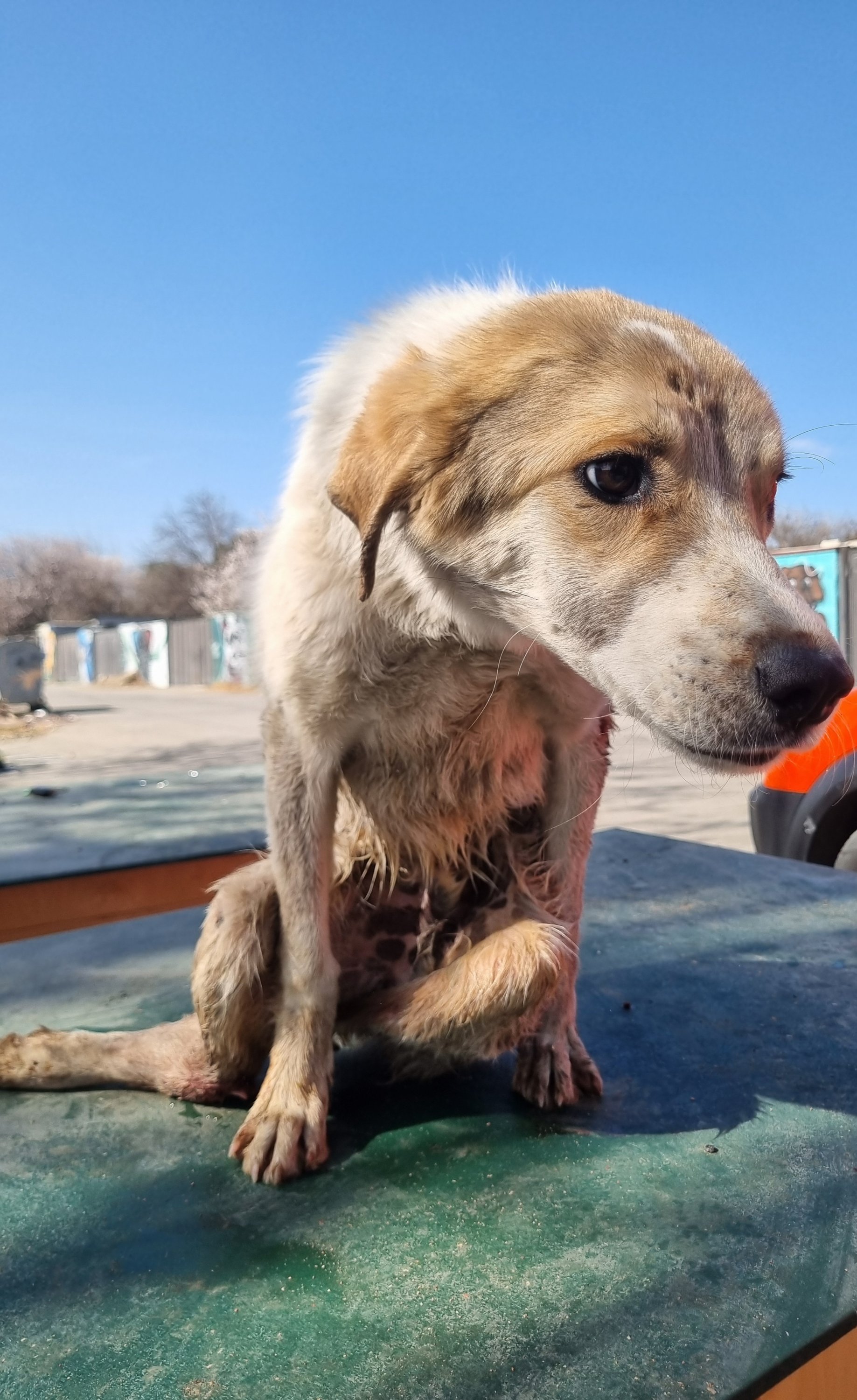 მეტისი. ბორჯომი, ნოდარა.