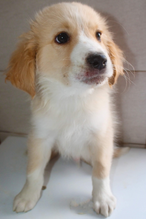 ქართული ქოფაკი უსახელო