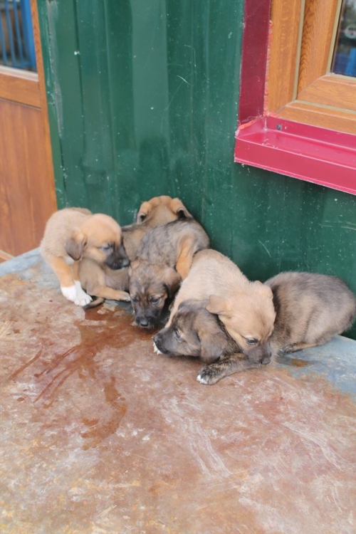 მეტისის ლეკვები უსახელო