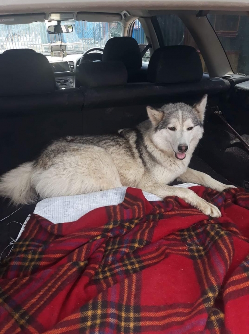 ლაიკა ლუსი