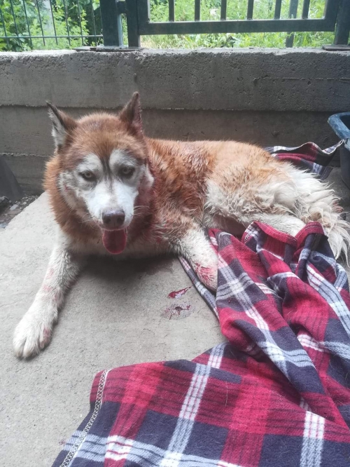 ლაიკა წყნეთი