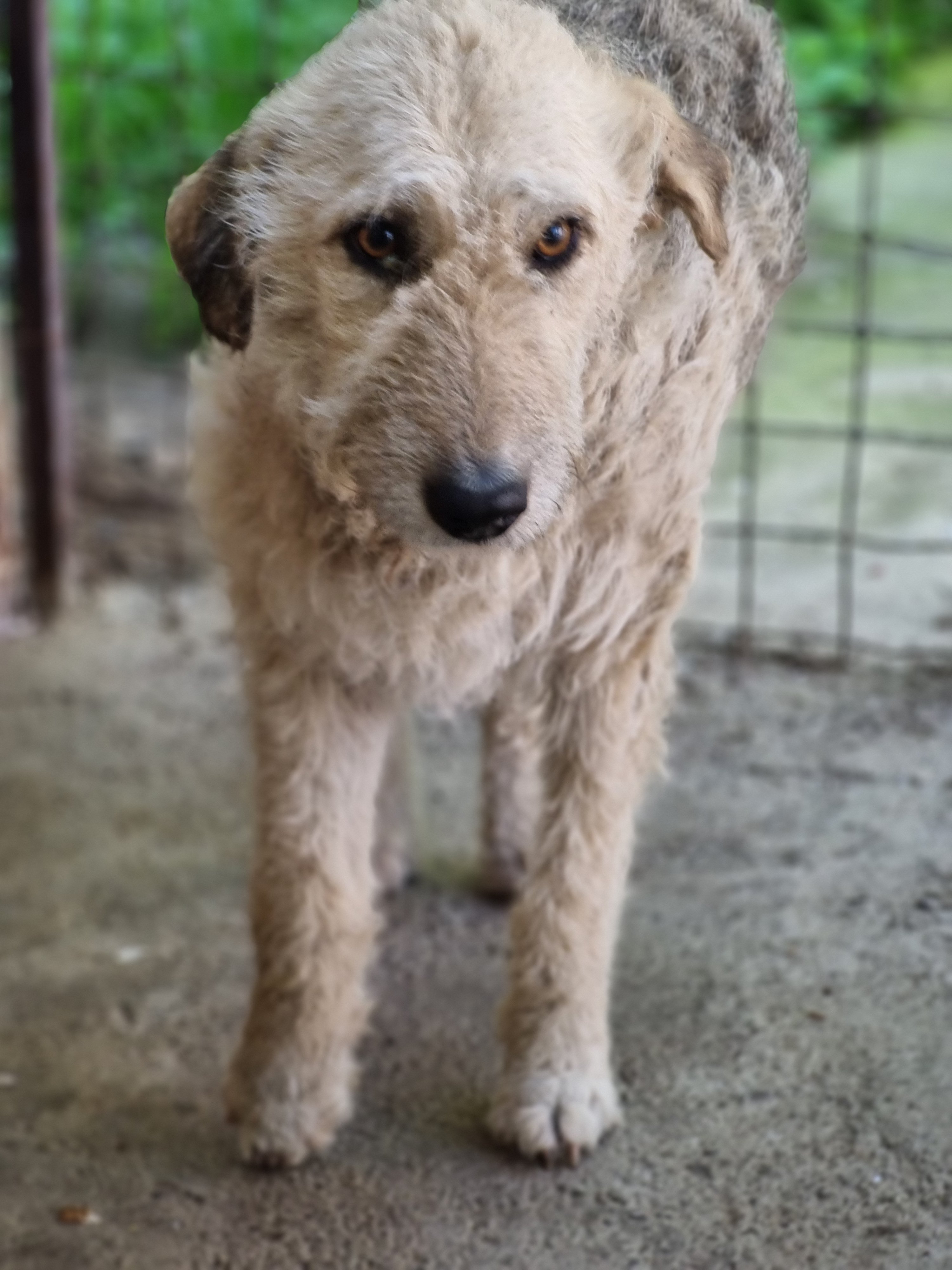 მეტისი. ჯვრის მონასტერი