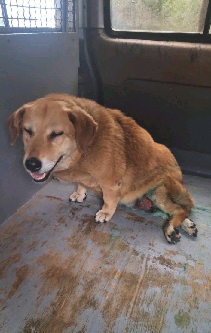 მეტისი. წერეთელი, ბომბორა.