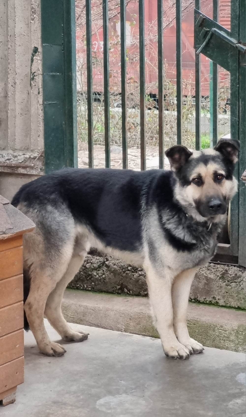 გერმანული ნაგაზი უსახელო